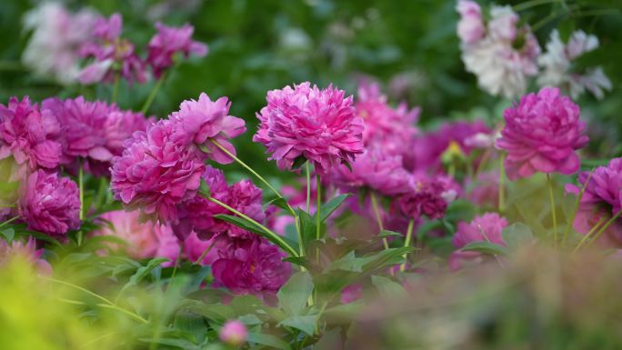 鲜花牡丹公园优美夏天盛开国花自然风光4K