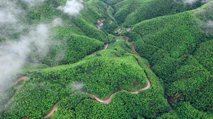 平塘马安 航拍竹海 航拍 竹林 氧吧