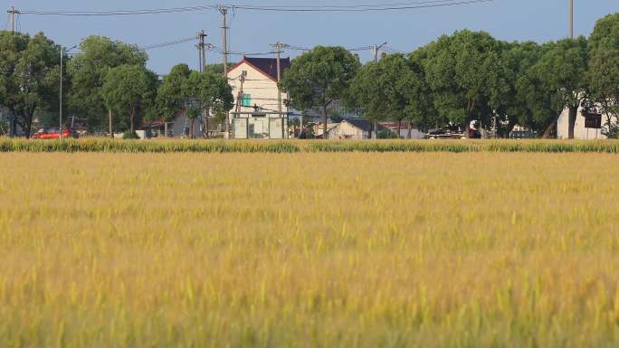 苏州农村小麦与农村环境风景素材