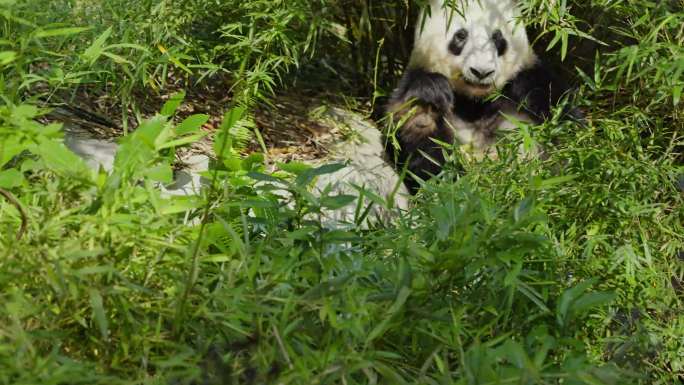 2024广州动物园大熊猫雅一星一有趣