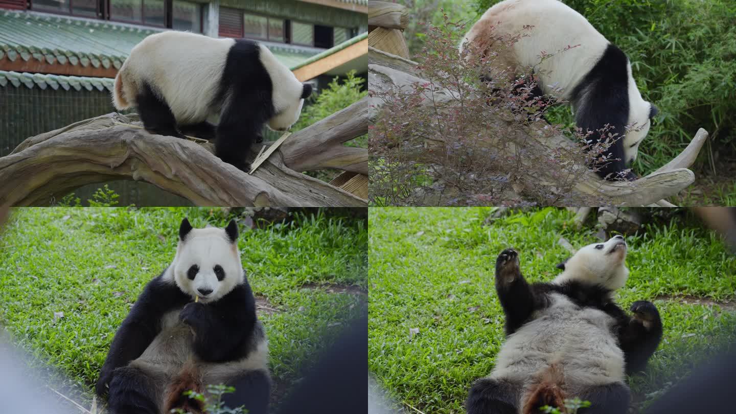 2024广州动物园大熊猫雅一星一有趣