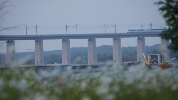 山东威海双岛湾大滨菊花海动车高铁驶过