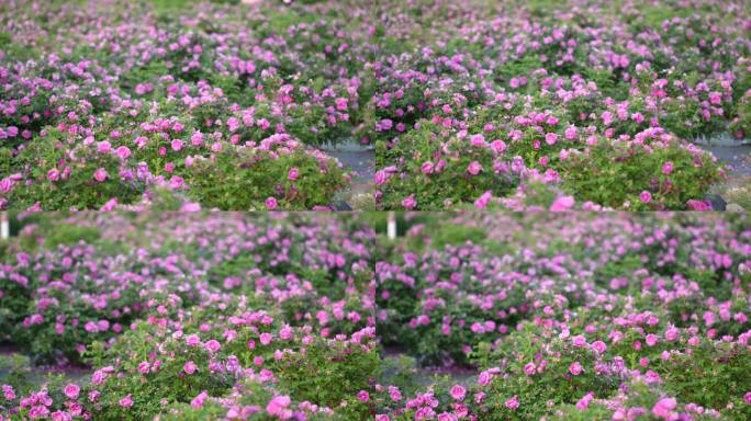 秦皇岛 花海 高清 通用 原素材