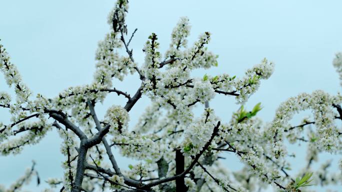 广东茂名信宜钱排 李花 梨花 花开时节