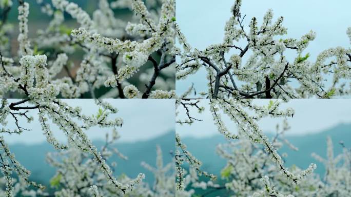 广东茂名信宜钱排 李花 梨花 花开时节