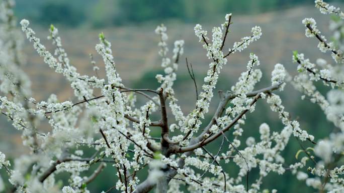 李花 梨花 花开时节