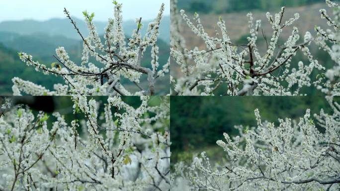 李花 梨花 花开时节