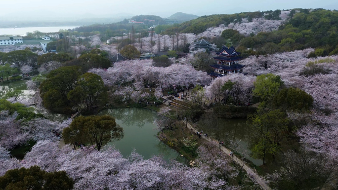 鼋头渚春天樱花