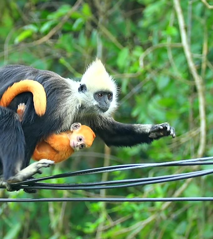 超高清野生动物：白头叶猴母猴怀抱幼猴玩耍