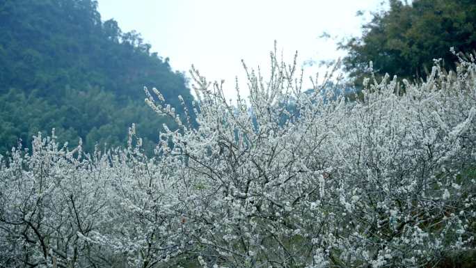 李花 梨花 花开时节 2月