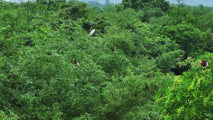 广西桂林会仙湿地 鸟类栖息