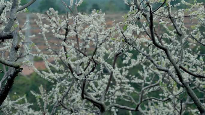 李花 梨花 花开时节 2月