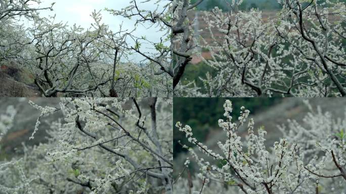 李花 梨花 花开时节 2月