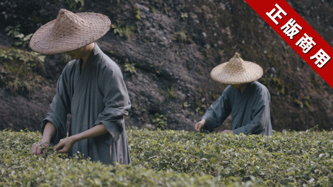 武夷岩茶僧人制作工艺全流程升格4K禅茶