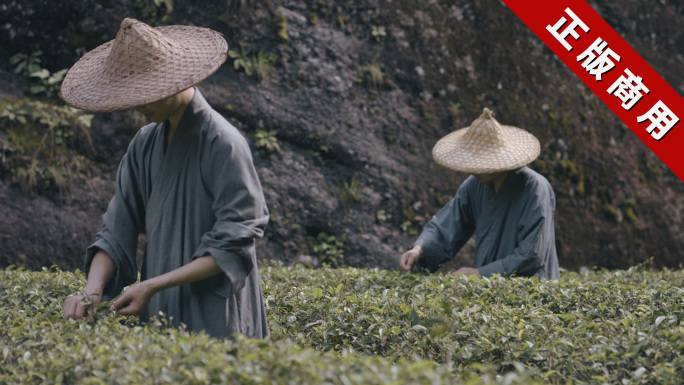 4K茶禅茶武夷岩茶大红袍乌龙茶历史武夷山