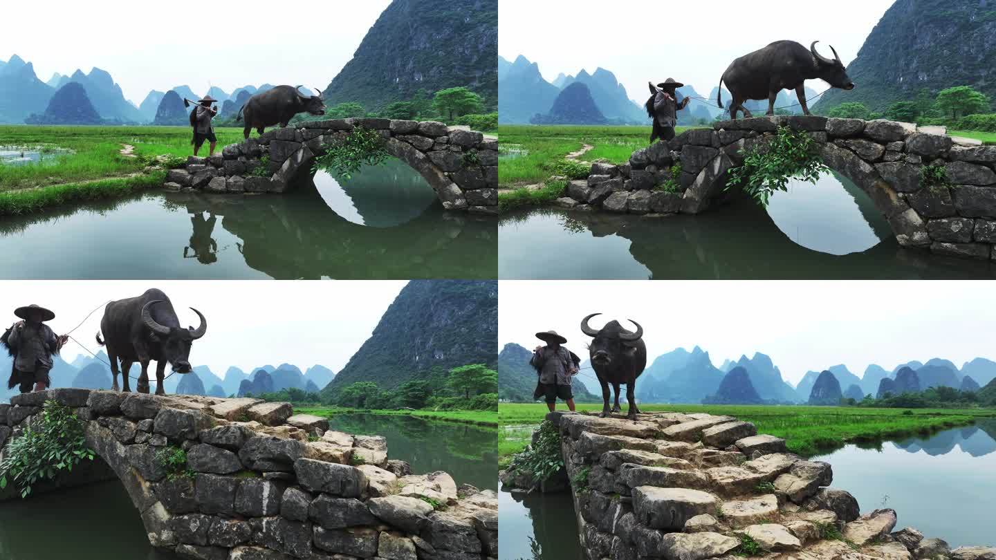 广西桂林状元桥 老人牵牛 意境风光