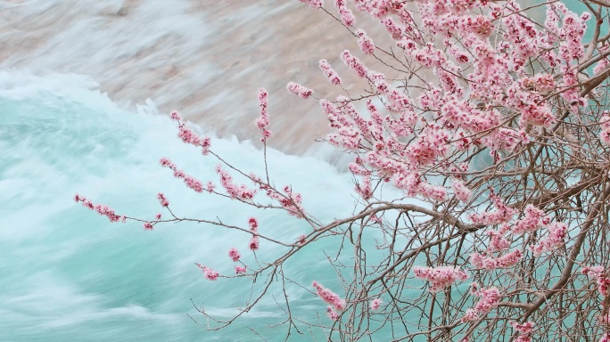 河边盛开的杏花，绿色的河水与粉色的杏花