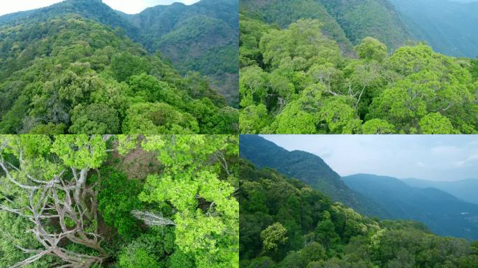 高山原始森林航拍5.4k