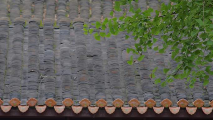 雨中的古建屋檐琉璃瓦银杏树叶02