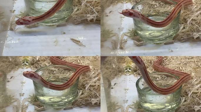 玉米蛇宠物蛇白化爬宠 (2)