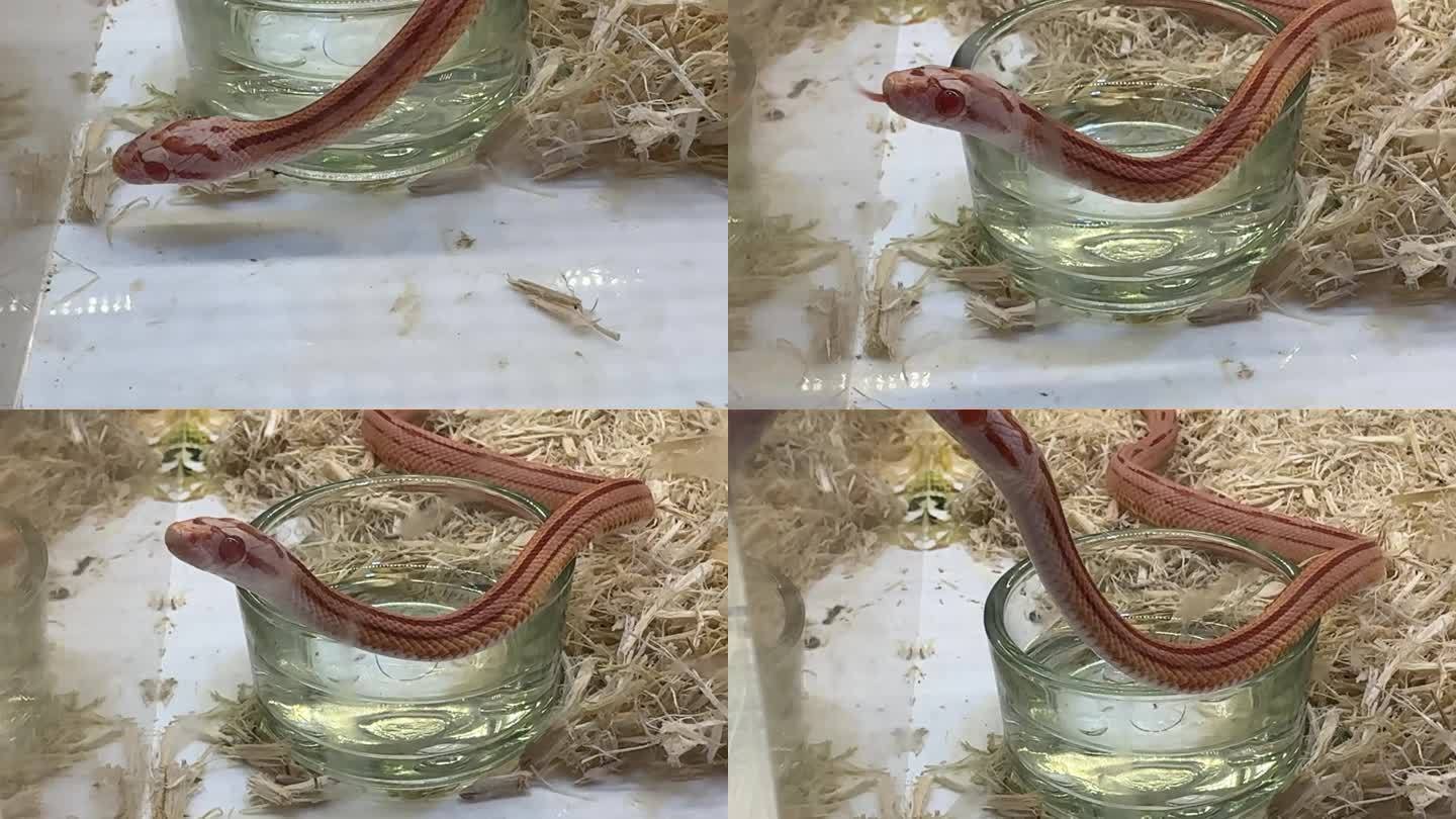 玉米蛇宠物蛇白化爬宠 (2)