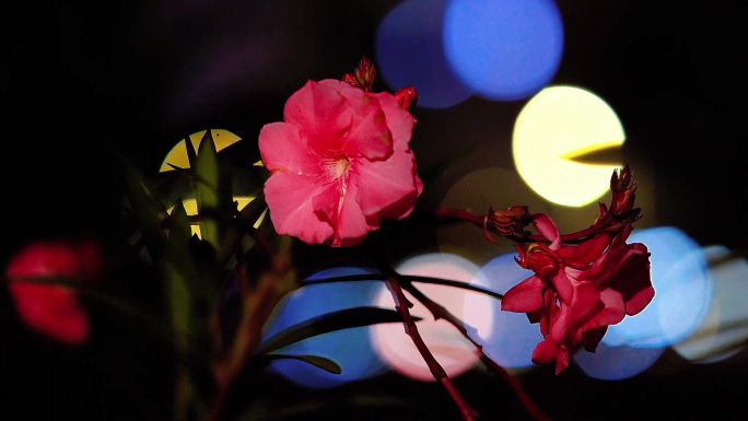 夜幕下的鲜花和大光斑特写镜头