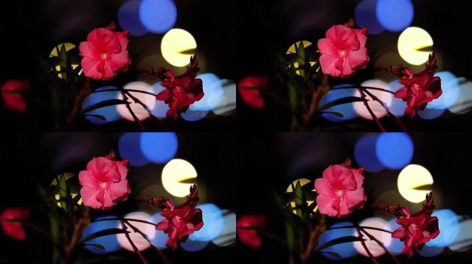 夜幕下的鲜花和大光斑特写镜头