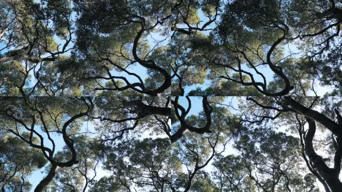 树林 枝干 天空 仰拍 自然 风光