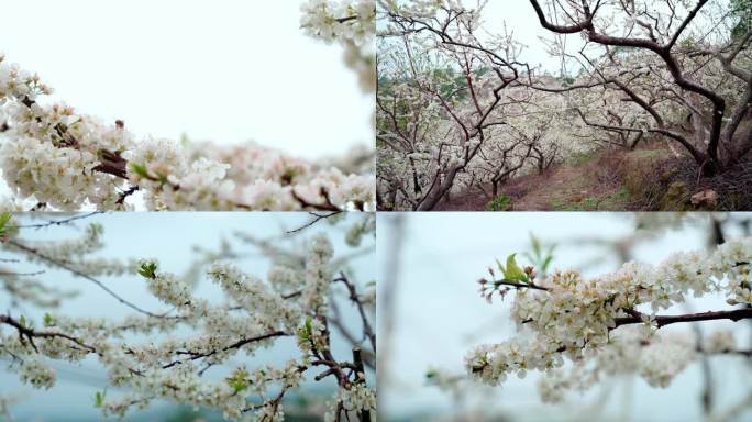 李花 梨花 花开时节