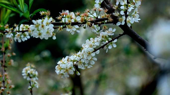 李花 梨花 花开时节 2月