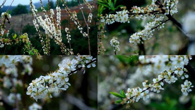 李花 梨花 花开时节 2月