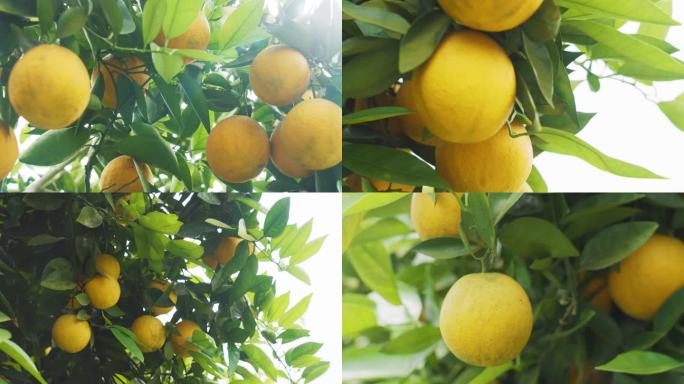 水果橘子橙子果园果农种植业