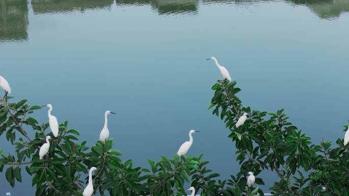 自然和谐 鸟类 湿地鸟类