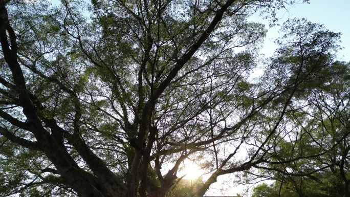 阳光大树