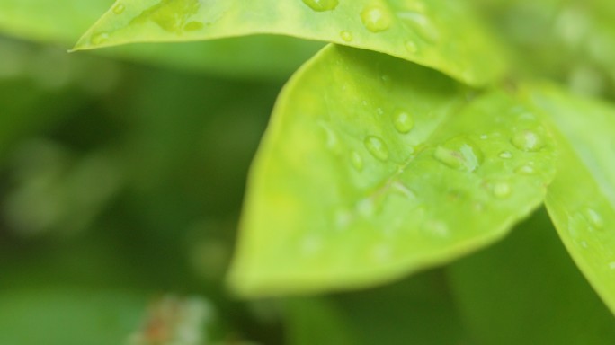 下雨树叶雨珠