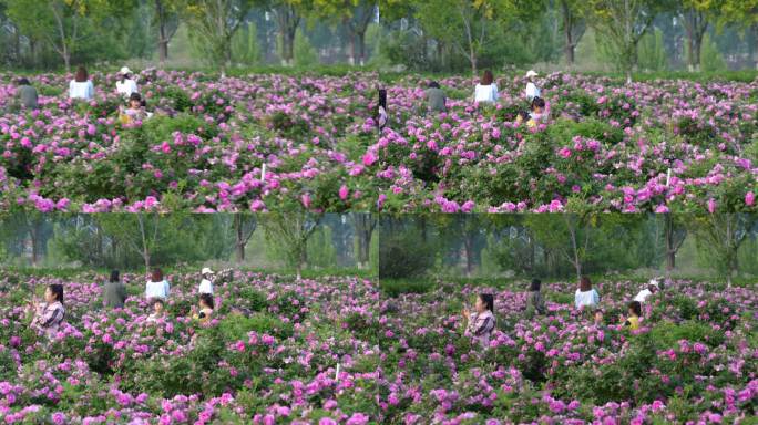 秦皇岛 花海 高清 通用 原素材