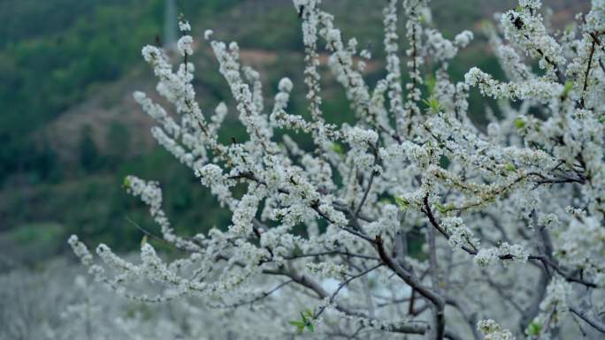 李花 梨花 花开时节