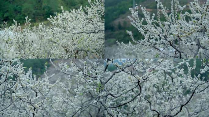 李花 梨花 花开时节
