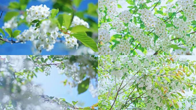 夏季唯美繁花