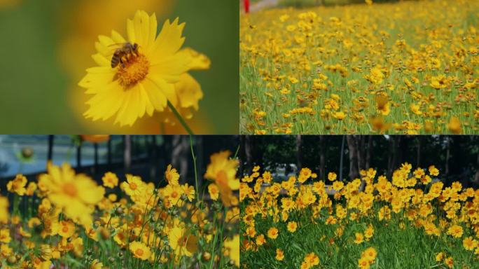 【4K50P】蜜蜂采蜜 漫山遍野的菊花