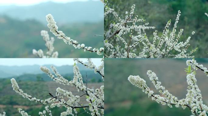 李花 梨花 花开时节