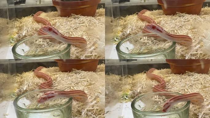 玉米蛇宠物蛇白化爬宠 (3)