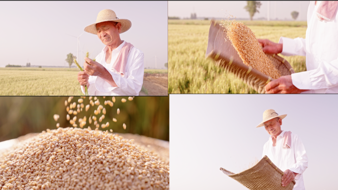 农民丰收的喜悦 小麦麦田 看到希望的农民