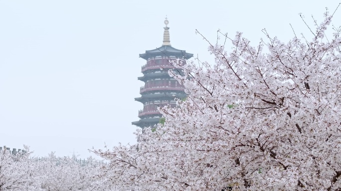 航拍洛阳朱樱塔樱花