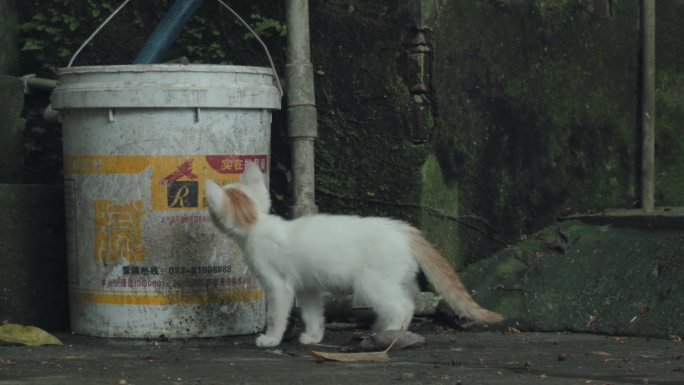 一只小猫对水桶产生了浓厚的兴趣