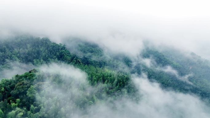 竹林云海 蜀山竹海 云海缭绕 大美中国