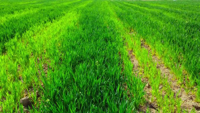 小麦绿色麦田种地麦苗粮食航拍