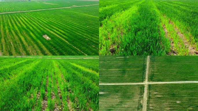 小麦绿色麦田种地麦苗粮食航拍