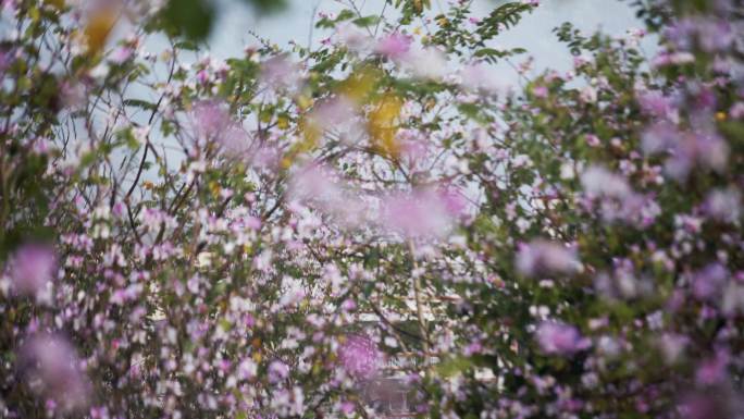 色花 春天 阳春三月 清明 春分