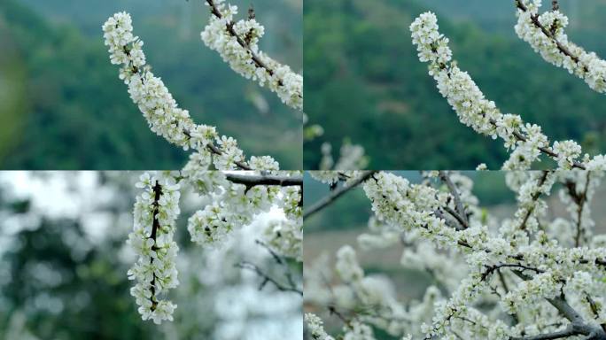 广东茂名信宜钱排 李花 梨花 花开时节